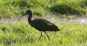 Glossy Ibis