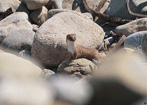 Weasel on Holy Island