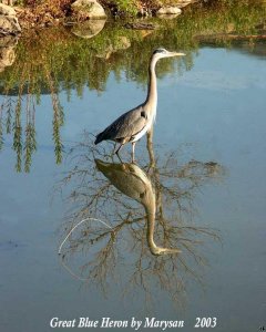 Great Blue Heron