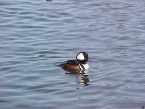 Hooded  Merganser (male)