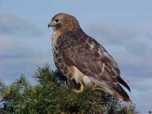 Red-tailed Hawk