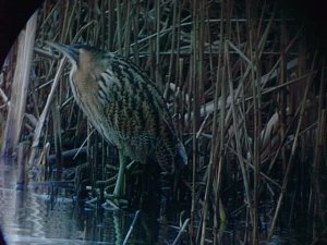 Bittern