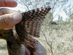 Suspended Moult