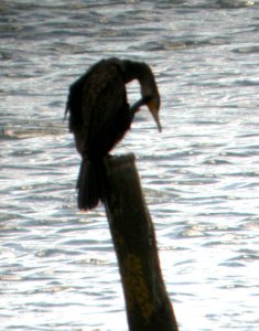 cormorant on post
