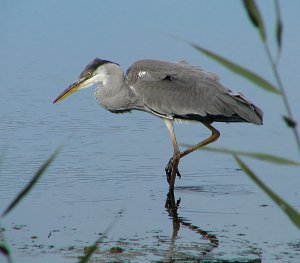 Grey heron