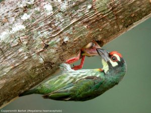 Coppersmith Barbet