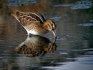 Common Snipe