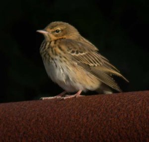 Tree Pipit