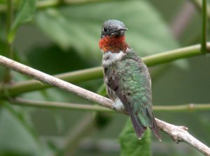 Ruby-throated Hummingbird - Heading South??