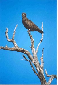 Brown Snake Eagle