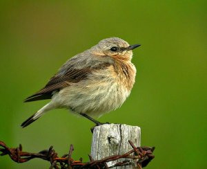 Female Northern Wheatear 2