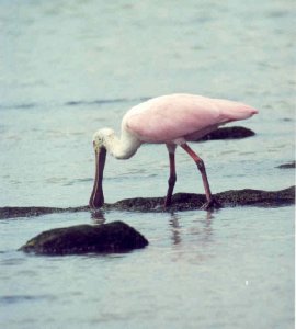 Roseate Spoonbill (2)