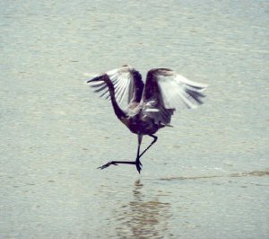 Reddish Egret