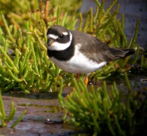 Ringed Plover