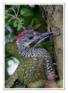 Green Woodpecker Closeup