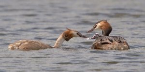 Grebes feeding young with feather