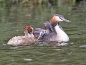 Grebes feeding young