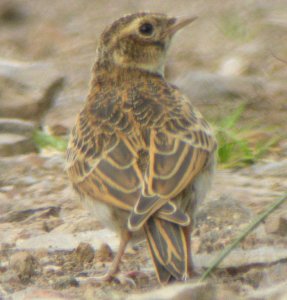 skylark