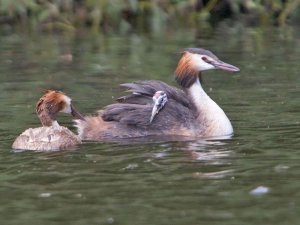 Grebe chick feeding