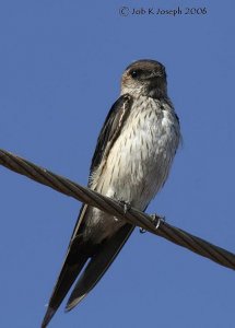 Tired swallow on wire