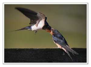 A Tasty Swallow