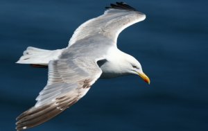 HERRING GULL