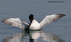 Common Loon stretching