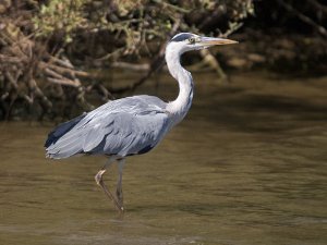 Grey Heron