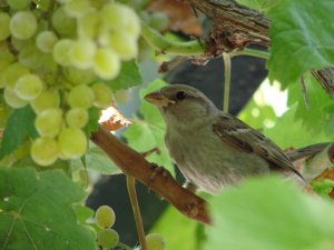 Fruit of the Vine