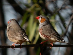 Pair of Zebra Finches