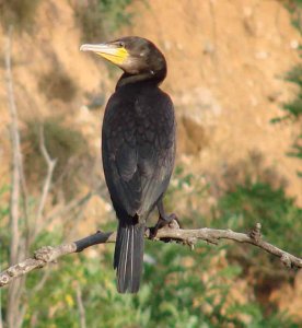 Great Cormorant