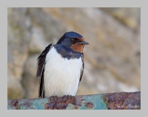 Swallow portrait