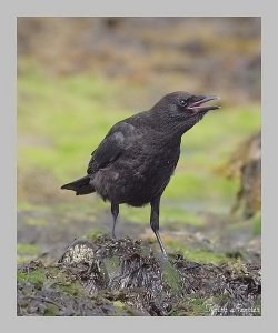 Carrion crow