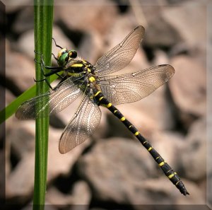 Golden-Ringed Dragonfly