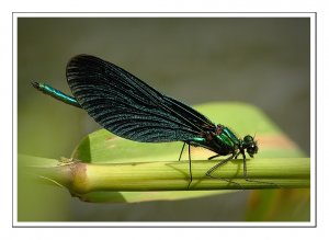 Banded Or Beautiful Demoiselle?