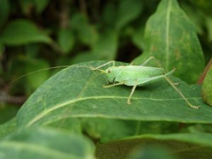 Oak Bush-cricket