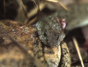 night adder bites frog