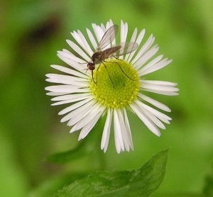 Mosquito on flower