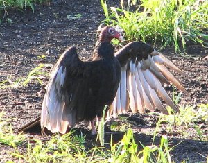 Turkey Vulture spreading wings.
