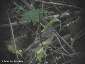 Pale-tipped Inezia (Tyrannulet)