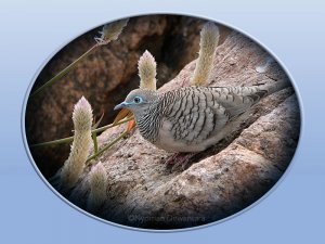 Peaceful Dove