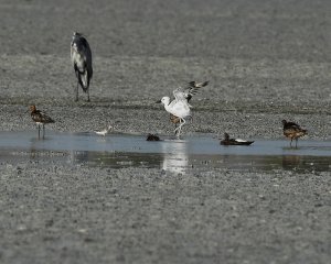 Crab plover and friends