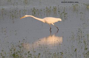 Great Egret On the Hunt