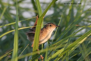 Marsh Wren