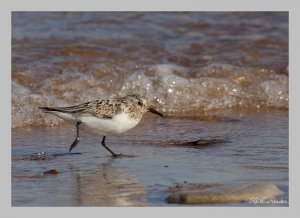 Speedy sanderling