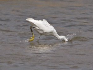 Little Egret fishing