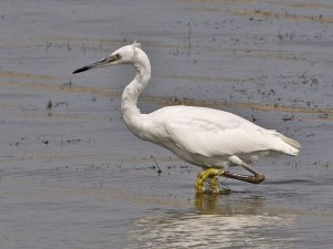 Little Egret