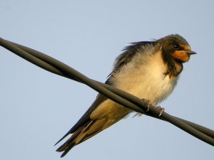 Barn Swallow