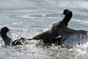 COOT DISPUTE