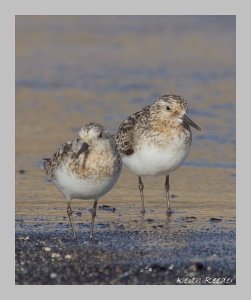 Sanderlings I